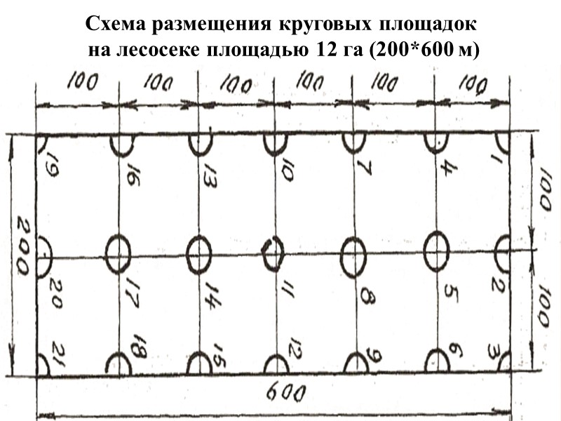Схема размещения круговых площадок  на лесосеке площадью 12 га (200*600 м)